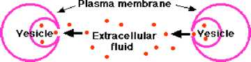 The Fundamental Unit of Life Notes Class 9th Science Chapter 5